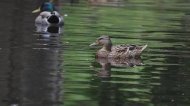 Yaban ördeği ailesi, bir Drake ve bir tavuk, gölün sakin sularında yüzerler.