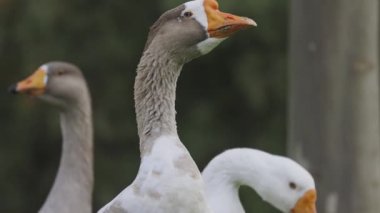 Kırsal alanda yemyeşil çimlerde yürüyen meraklı evcil kazlar.