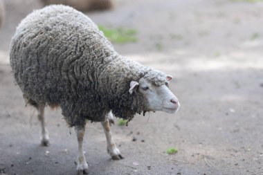 Kalın, kirli yünlü evcil koyunlar bir çiftlikte dikilip bakıyorlar.