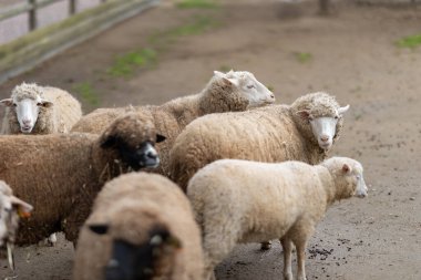 Yün renkleri değişen pek çok koyun kırsal bir açık havada yan yana duruyor.