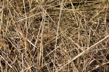 Arka plan - saman yığını - doğal çayır, yakından atış