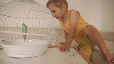 Küçük çocuk kanepede uzanıp evdeki kafesinde bir muhabbet kuşuna bakıyor.