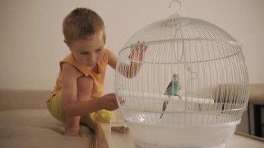 Küçük çocuk, güzel mavi muhabbet kuşunu beyaz bir kafesin içinde dikkatlice besliyor.