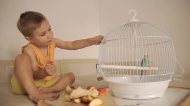 Sevimli çocuk evde oturuyor ve beyaz bir kuş kafesinde elma parçalarıyla muhabbet kuşunu besliyor.
