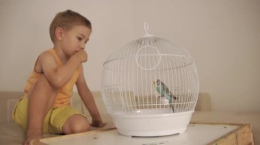 Sevimli küçük çocuk garip bir şekilde evdeki beyaz kafeste oturan sevimli bir muhabbet kuşunu izliyor.
