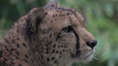 Yeşil arka planlı doğal ortamında dinlenen bir çitanın yakın plan profili.