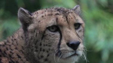 Islak kürklü bir çitanın etrafını kolaçan eder ve arkasını döner.