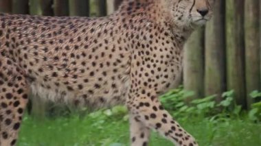 Görkemli vahşi çita, hayvanat bahçesindeki ahşap bir çitin yanında yeşil çimenlerde yavaşça yürüyor.