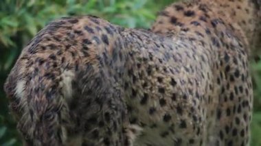 Islak kürklü güzel çita yemyeşil bir ortamda duruyor ve sonra uzaklaşıyor.