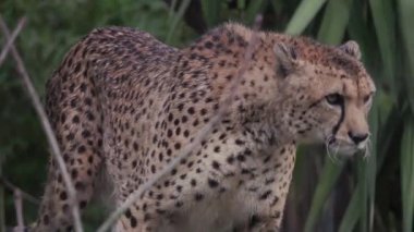 Görkemli vahşi çita doğal orman ortamında avını ararken başını çeviriyor.