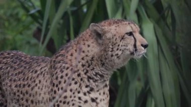 Görkemli vahşi çita başını yemyeşil bir orman ortamında çeviriyor, çevresini gözlemliyor.