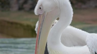 Arka planda ağzını açan büyük beyaz bir pelikana yakın plan.