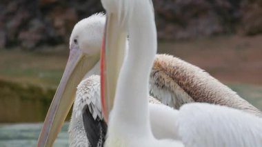 Bir grup büyük pelikan su kenarında dinlenirken, bir tanesi beyaz tüylerini temizliyor.
