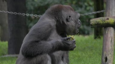 Gümüş sırtlı goril yeşil bir çayırda oturuyor ve doğal ortamında bitki yiyor.