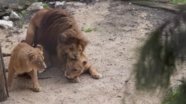 Kıyı şeridinde kucaklaşan ve öpüşen genç çift, sahil manzaralı kayalar.