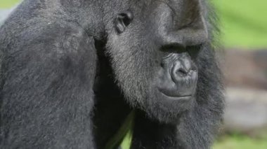 Gümüş sırtlı bir gorilin yakın plan portresi etrafa bakıyor ve çimenli bir arka planla çiğniyor.