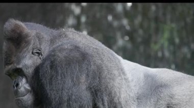 Güçlü gümüş sırtlı goril arkasını dönüp gitmeden önce kameraya bakıyor.