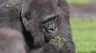 Büyük gümüş sırtlı goril bir tarlada bir ağız dolusu yeşil ot çiğniyor.