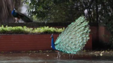 Muhteşem tüyleri olan güzel Hintli erkek turuncu baykuş kur yaparken parkta yürür.