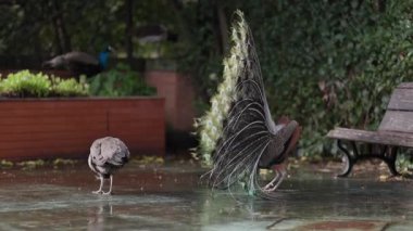 Güzel erkek tavus kuşu canlı kuyruk tüylerini sergilerken bir denizciye kur yapma ayini yapıyor.