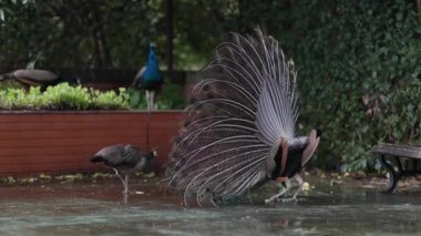 Erkek tavus kuşu parktaki dişi bir denizciye kur yapmak için kıvrımlı kuyruğunu sergiliyor.