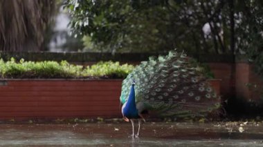 Kamu parkında ıslak bir sokakta açık kuyruklu, renkli bir erkek turuncu baykuş.