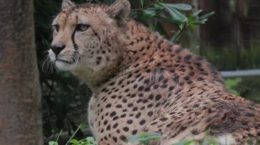 Benekli kürklü güzel çita doğal bir ortamda dinlenirken pirzola yalıyor.