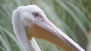 Büyük beyaz pelikanların kafaları kameraya bakmak için yavaşça dönüyor.