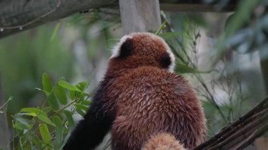 Tatlı, ıslak kırmızı panda yemyeşil bir orman ortamında bambu dalında yürüyor.