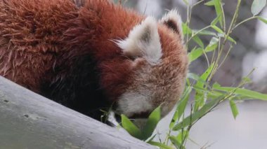 Ağaç dalında ıslak kürklü kırmızı panda taze yeşil bambu yaprakları yerken