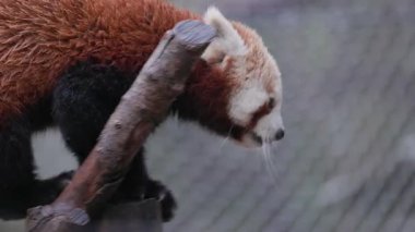 Islak kürklü, sevimli kırmızı panda zoolojik bir parkta ağaç dalında yürüyor.
