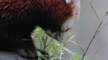 Şirin kırmızı panda ağaç dalında oturuyor ve ormanda taze yeşil bambu yaprakları yiyor.