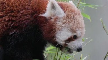 Yeşil bambu yapraklarını doğal ortamında kemiren sevimli kırmızı panda.