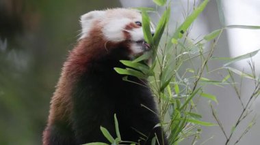 Tatlı kırmızı panda doğal bir ortamda oturuyor ve taze bambu yaprakları yiyor.
