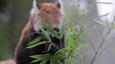 Yeşil bambu yapraklarını doğal ortamında kemiren sevimli kırmızı panda.