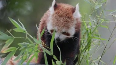 Şirin kırmızı panda hayvanat bahçesinde oturmuş taze bambu yaprakları yiyor.