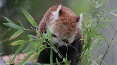 Şirin kırmızı panda ağaçta oturup doğal ortamında taze bambu yaprakları yiyor.