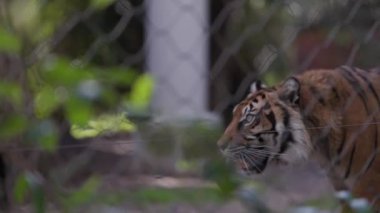 Yalnız Sumatra kaplanı endişeyle bir çitin arkasındaki hayvanat bahçesinde volta atıyor.