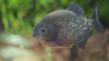 Yeşil su bitkileriyle dolu bir akvaryumda yüzen tehlikeli yırtıcı kırmızı karınlı piranha.