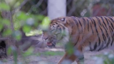 Sumatra kaplanı, bulanık çitlerin ve yeşilliklerin arkasındaki hayvanat bahçesinde volta atıyor.