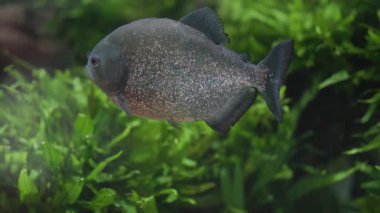 Tatlı suda yüzen tek bir etobur kırmızı karınlı pirana akvaryum ekti.