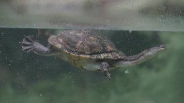 Doğu uzun boyunlu kaplumbağa su altında yüzüyor ve cam bir tankta nefes almak için yüzeye çıkıyor.