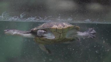 Doğu yakası uzun boyunlu kaplumbağa akvaryumda yüzüyor, nefes almak için kafasını sudan çıkarıyor.