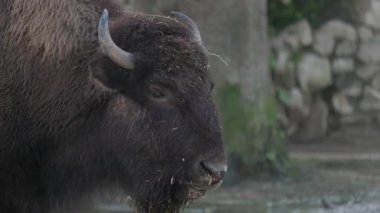 Büyük bir Avrupa bizonuna yakın çekim, ya da bilge, doğal yaşam alanını çiğneyen ve çevreleyen