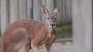 Kaslı kırmızı kanguru, etrafını dikkatlice gözetliyor.