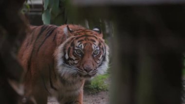 Güzel turuncu ve siyah çizgili Sumatra kaplanı orman ağaçlarında sinsice dolaşıyor.