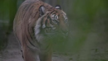 Yoğun bir kaplan odaklanmış bir bakışla yeşil orman yaprakları arasında yürüyor.