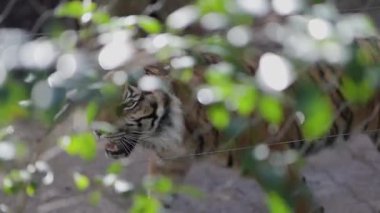 Görkemli kaplan hayvanat bahçesinin içinde yürüyor. Çitlerin ve yeşil yaprakların arkasında.