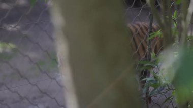 Görkemli sumatra kaplanı hayvanat bahçesinde volta atıyor tel örgü ve yeşil yaprakların arkasında.