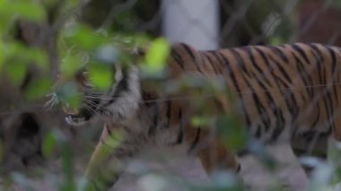Nesli tükenmekte olan sumatra kaplanı, hayvanat bahçesinin çevresinde endişeyle volta atıyor.